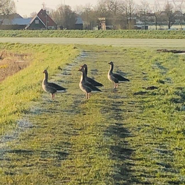 Ingeborgh Art Gastenverblijf Grootschermer Bagian luar foto